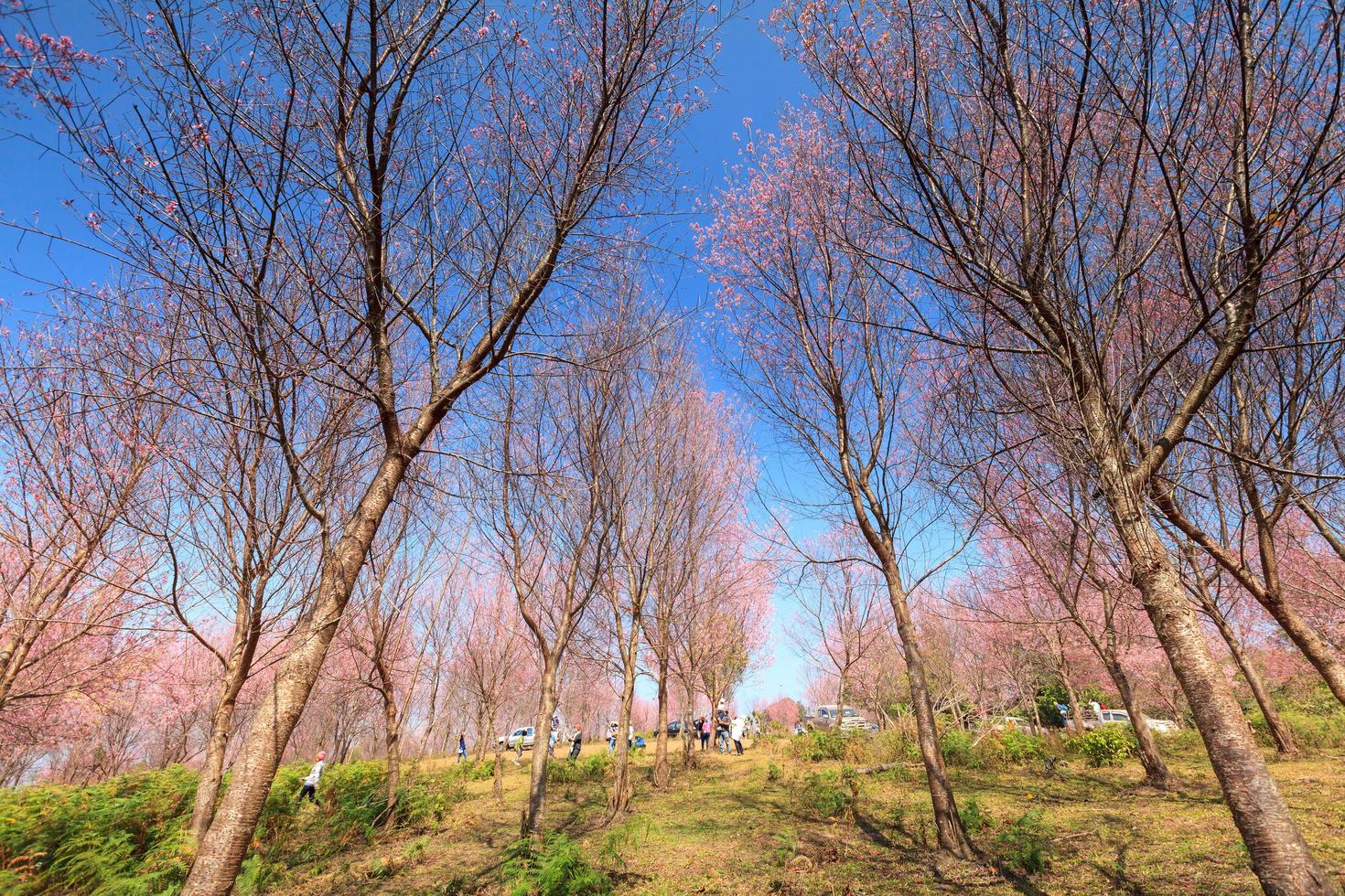 Sakura flowers blooming blossom in PhuLomLo Loei Province, Thailand photo