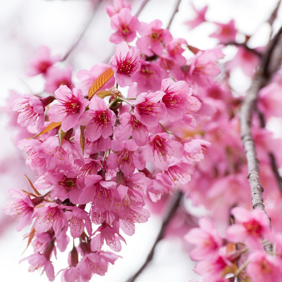 Close-up,beautiful cherry blossom, Chiang Mai, Thailand photo