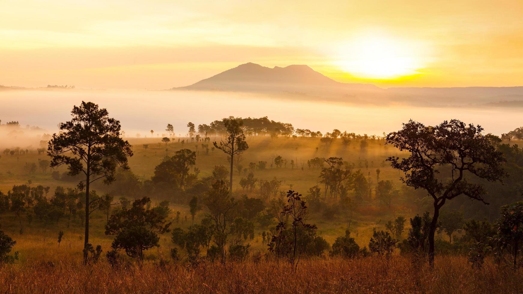 Misty morning sunrise at Thung Salang Luang National Park Phetchabun,Thailand photo