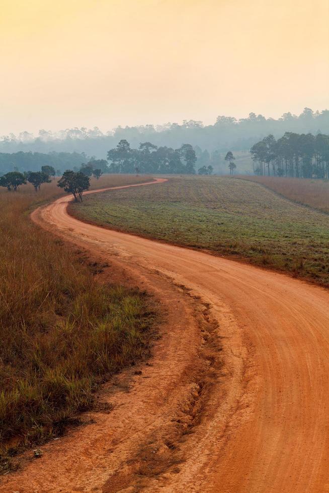 Dirt road leading through the early spring forest on a foggy morning at Thung Salang Luang National Park  Phetchabun,Thailand photo