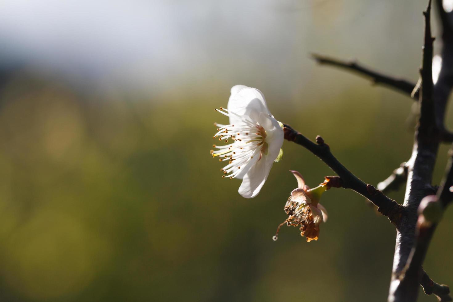 Blossoming plum flowers photo