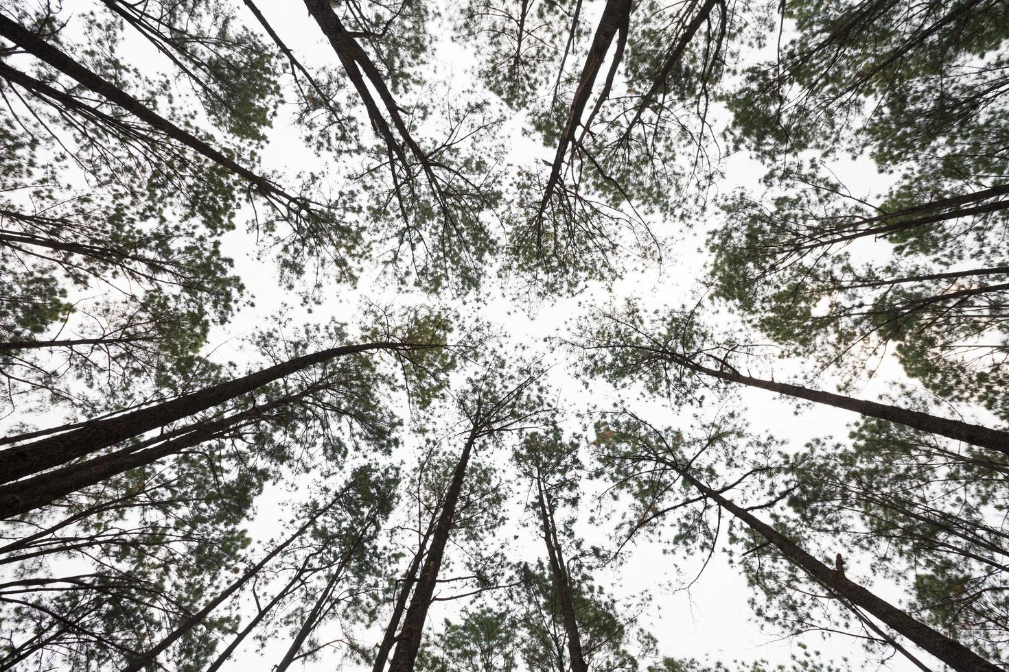 pine trees from below photo