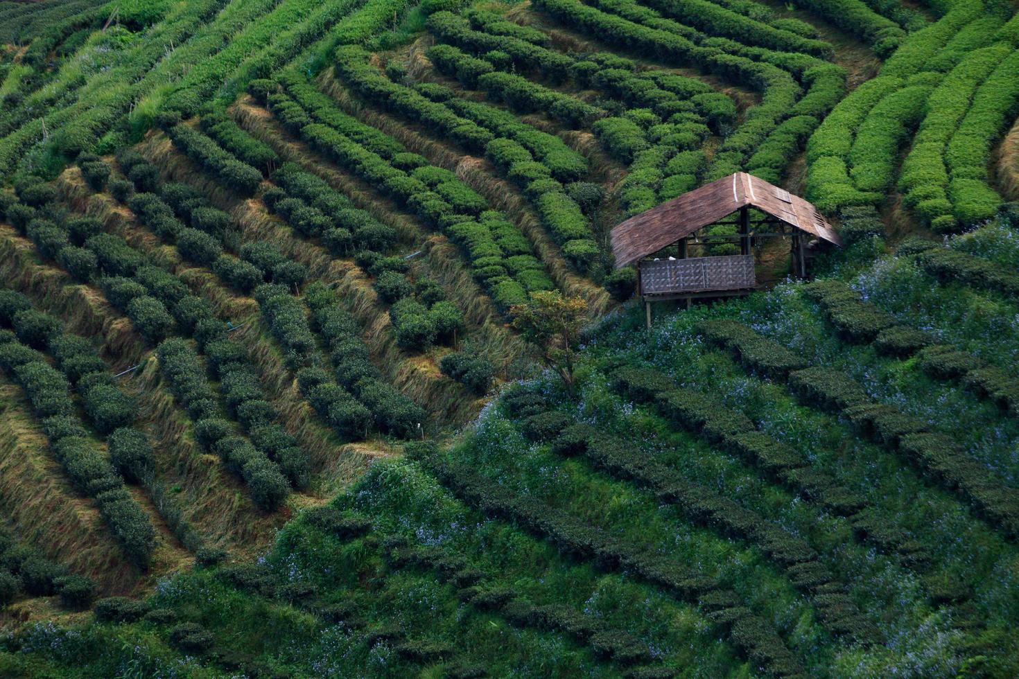 Tea plantation and hut  in the Doi Ang Khang, Chiang Mai, Thailand photo