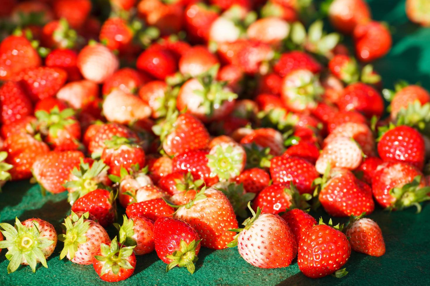 Fresh strawberries at Doi Angkhang mountain, chiangmai photo