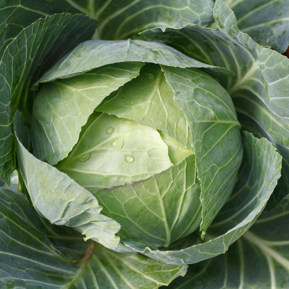 close-up of fresh cabbage photo