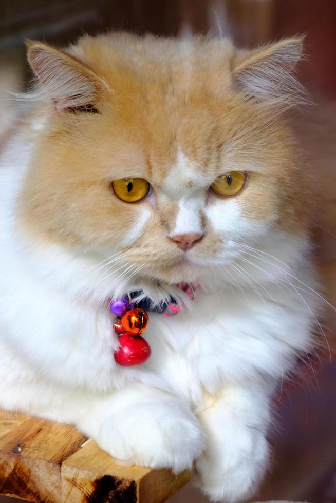 Portrait of brown-eyed cat photo