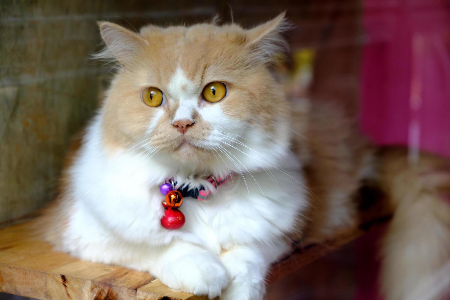 retrato de gato de ojos marrones foto