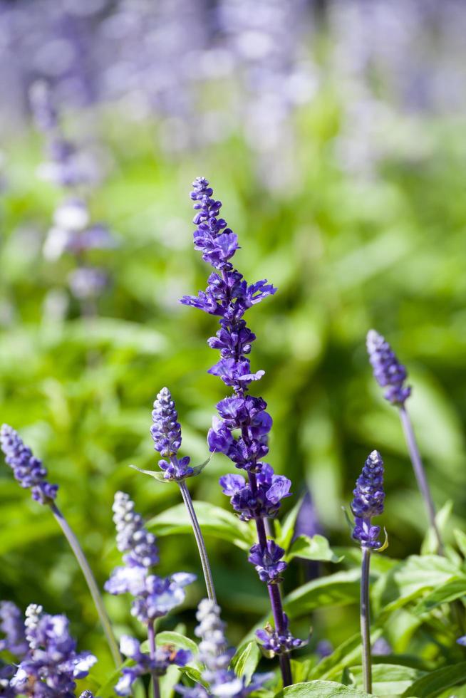lavender flowers, close-up, selective focus photo