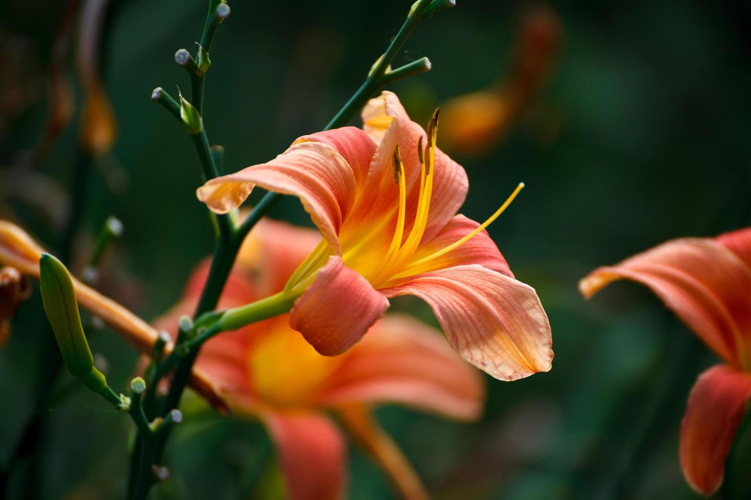 Orange-yellow lily flower,Close-up photo