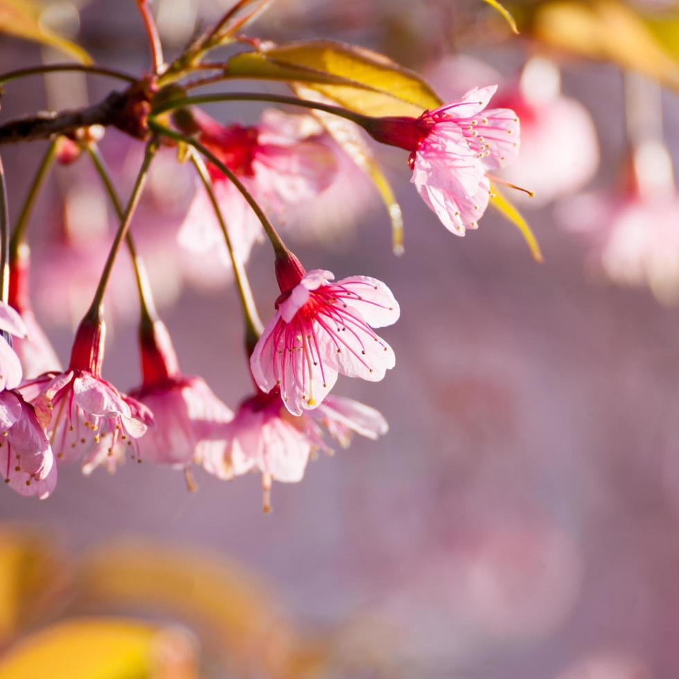 Close-up,beautiful cherry blossom, Chiang Mai, Thailand photo