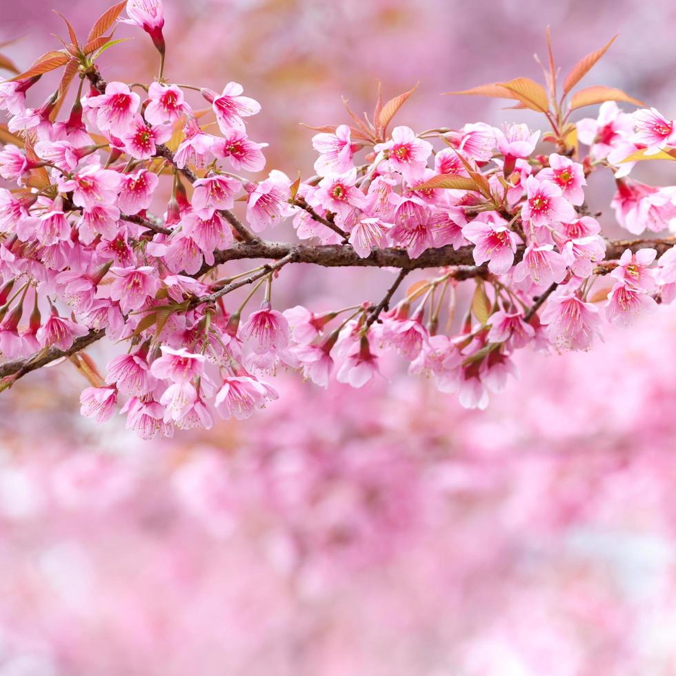 Close-up,beautiful cherry blossom, Chiang Mai, Thailand photo