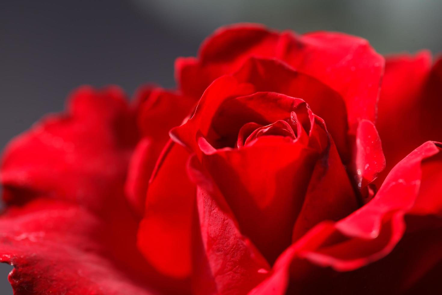 Close up of red rose with blur background photo