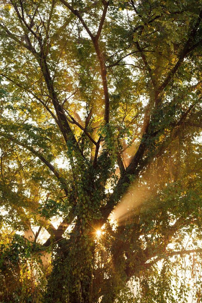 rayos de sol matutino filtrándose a través del árbol foto