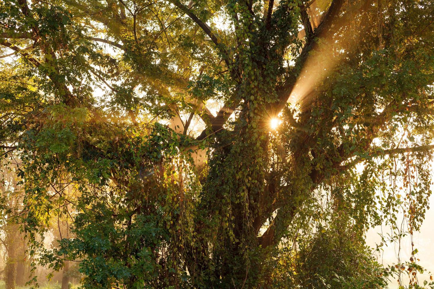 Beams of morning sun filtering through the tree photo