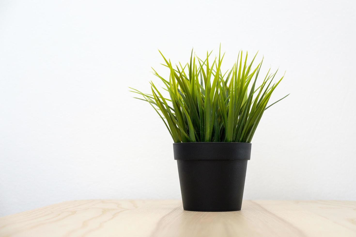 plant in pot on wood table photo