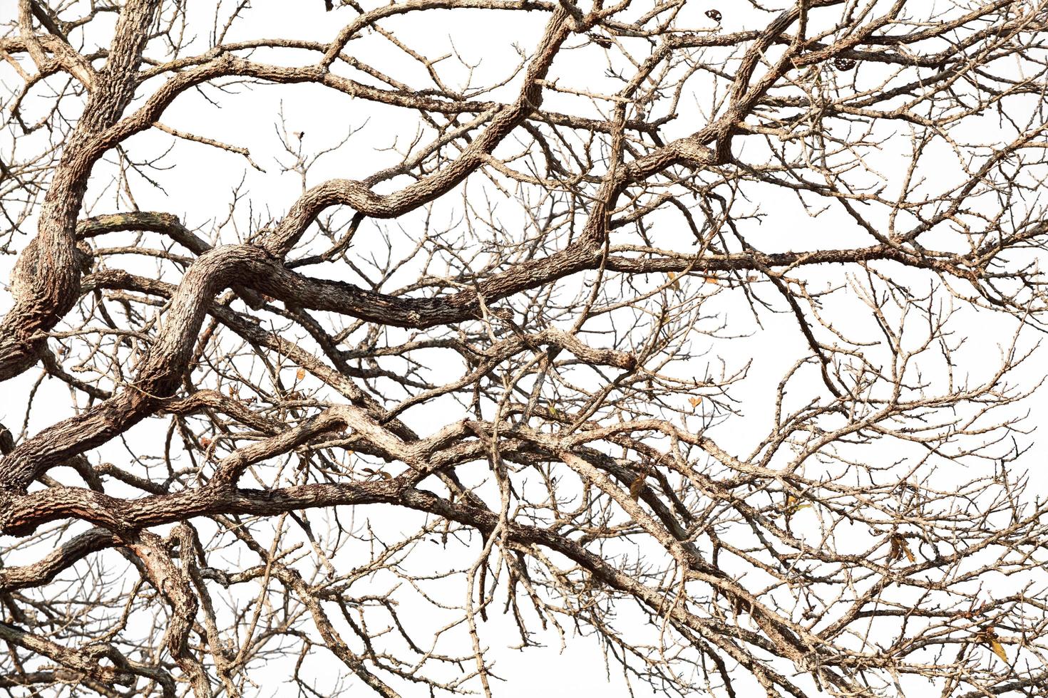 Tree twigs with bare trunks and branches photo