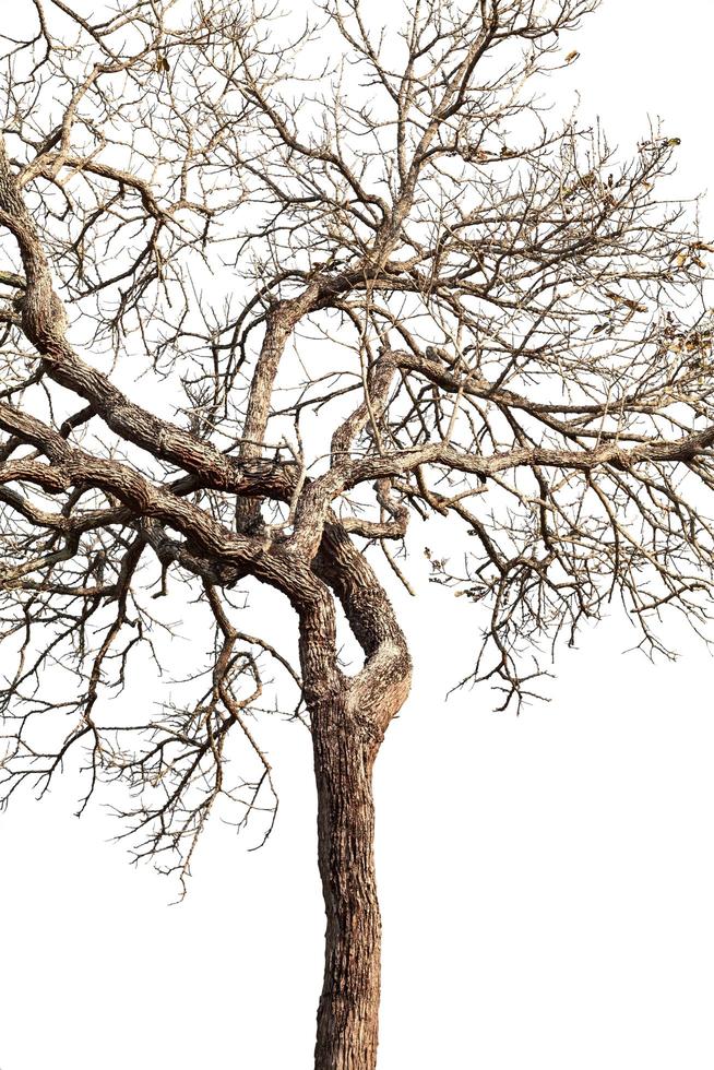 Tree twigs with bare trunks and branches photo