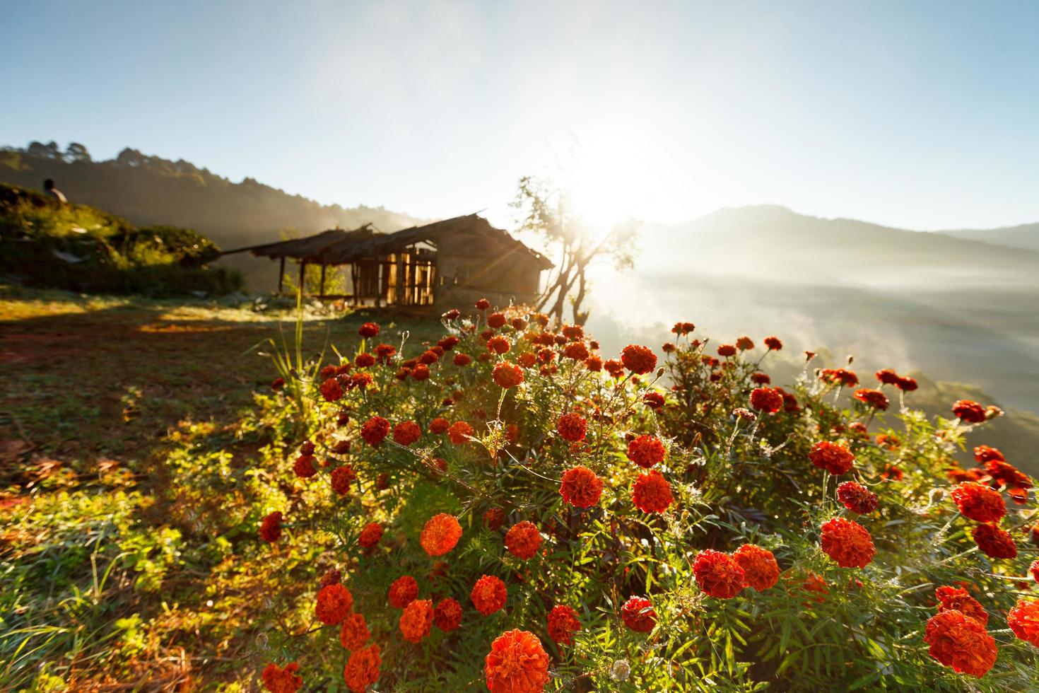 Misty morning flower and tea plantation in the Doi Ang Khang, Chiang Mai, Thailand photo