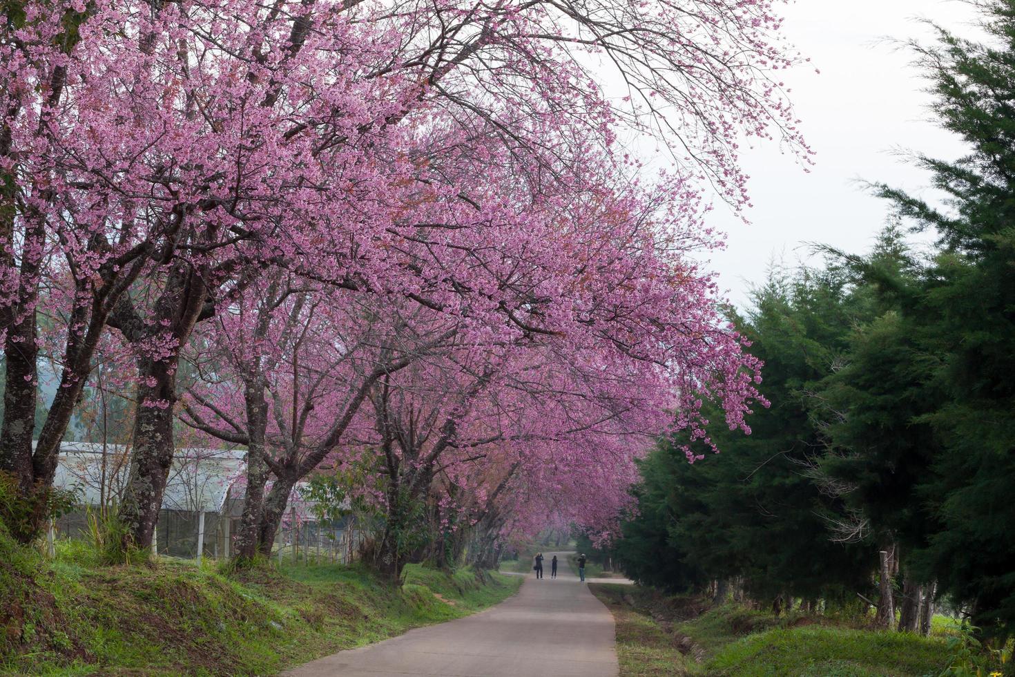 camino de los cerezos en flor en chiangmai, tailandia. foto