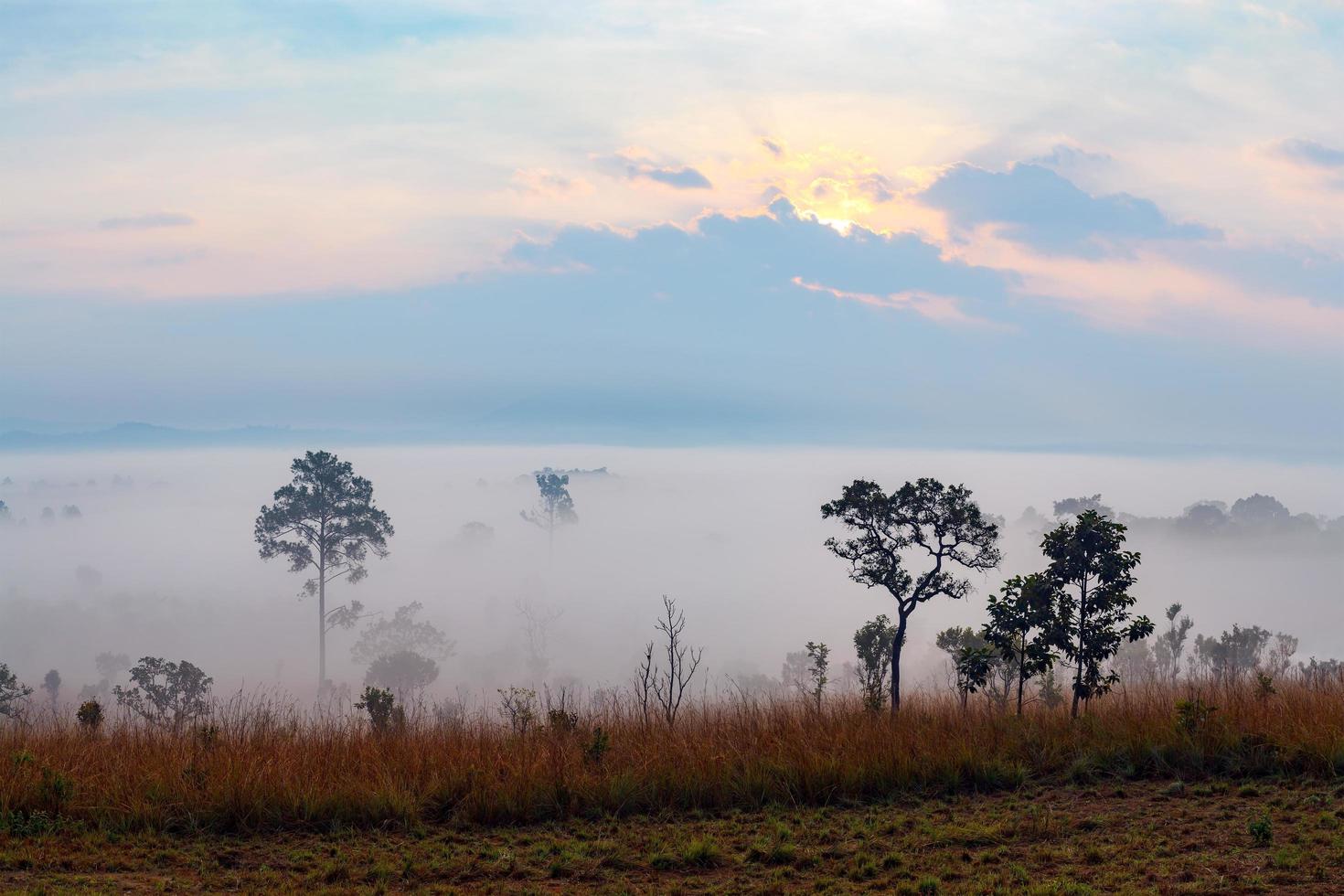 Misty morning sunrise at Thung Salang Luang National Park Phetchabun,Thailand photo