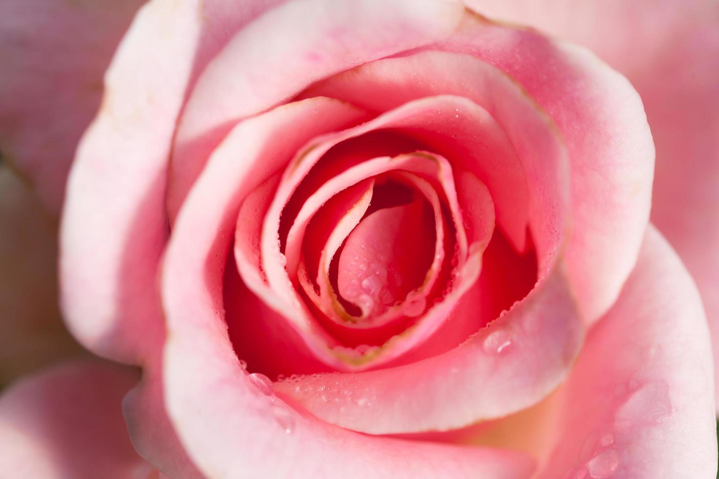 close up of pink rose photo