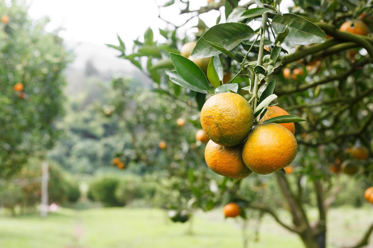 Orange tree graden photo