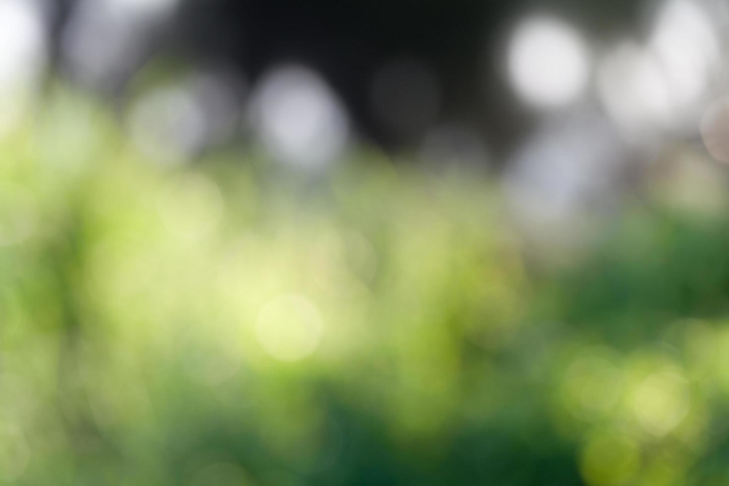 natural green bokeh background photo