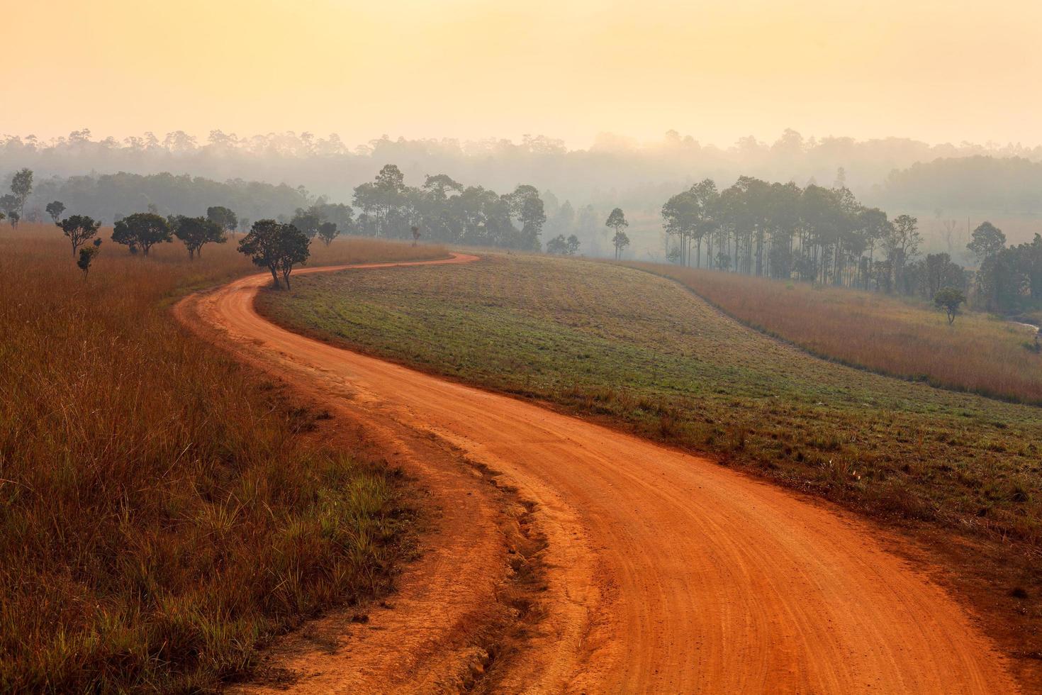 Dirt road leading through the early spring forest on a foggy morning at Thung Salang Luang National Park  Phetchabun,Thailand photo