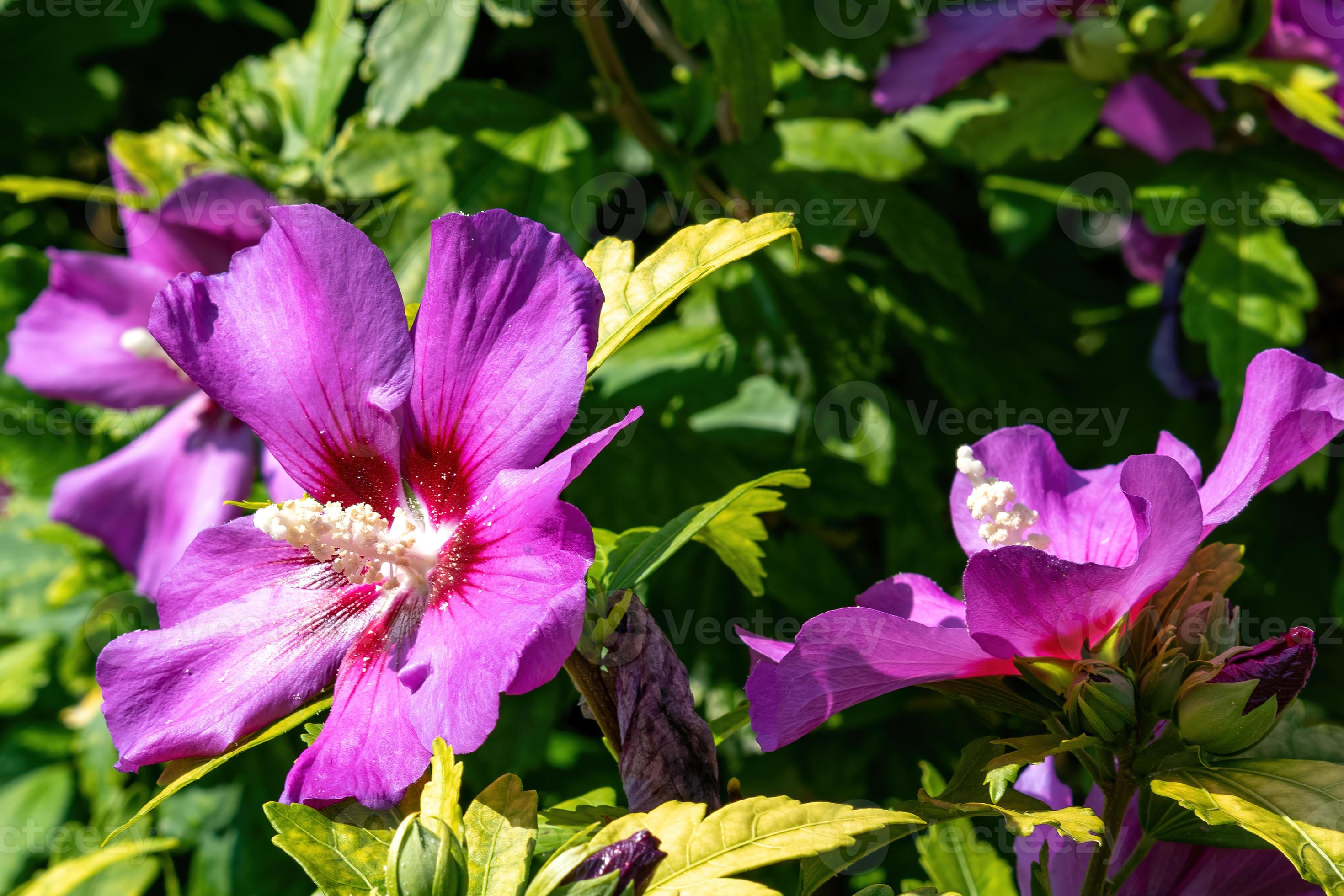arbusto malva con flores moradas 9813219 Foto de stock en Vecteezy