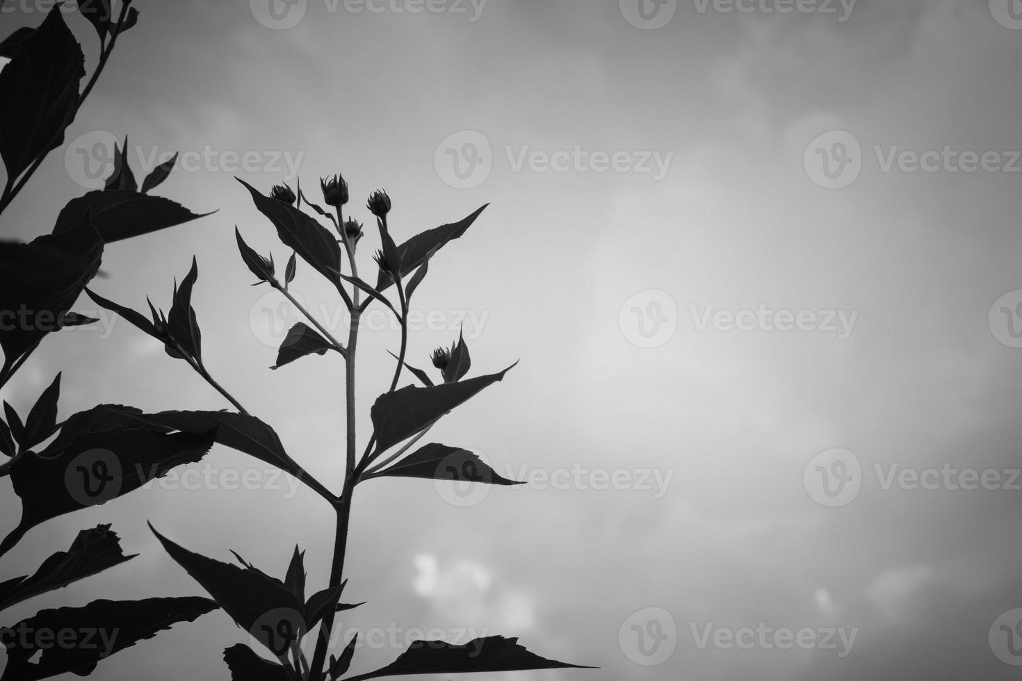 leaves in the evening in front of grey sky photo