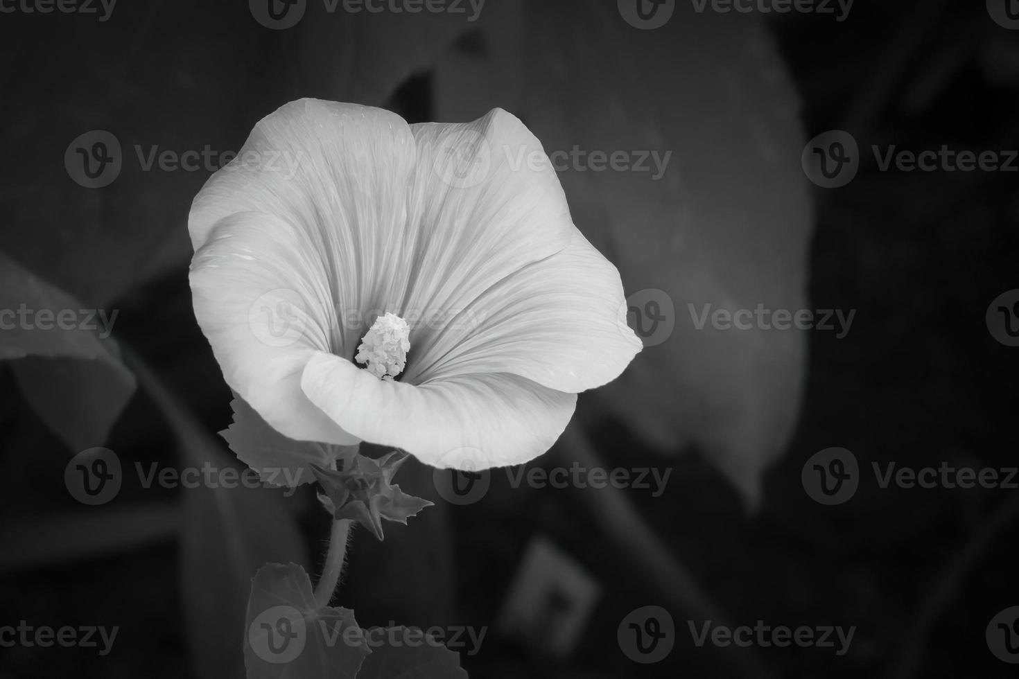 white flower in front of black background photo