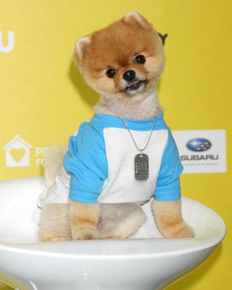 LOS ANGELES, JAN 10 - Jiff the Dog at the CW Network presents World Dog Awards at a Barker Hanger on January 10, 2015 in Santa Monica, CA photo