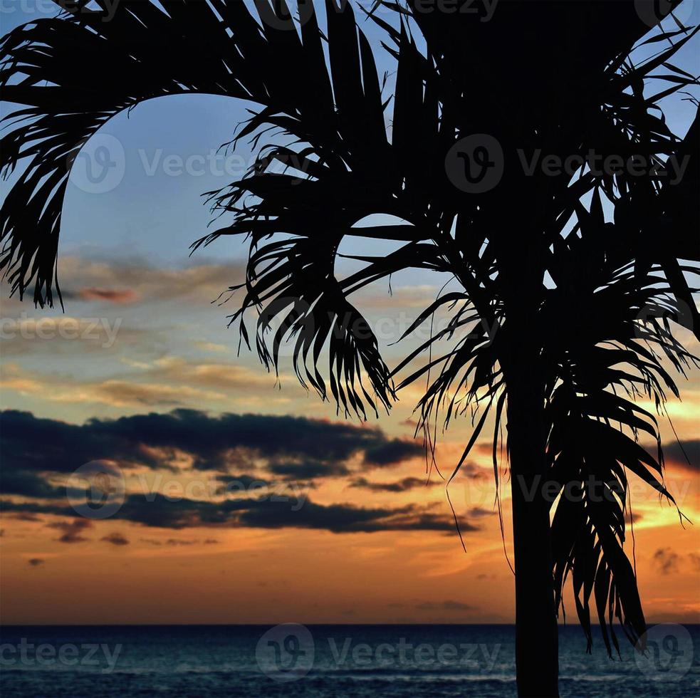 Hawaiian Sunset with Palm Tree Silhouette photo