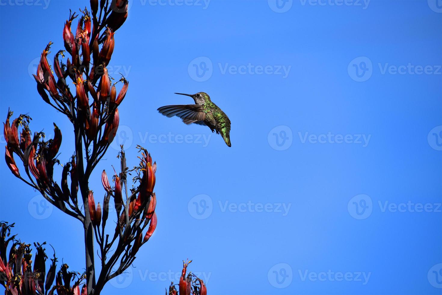 Hummingbird in Flight photo