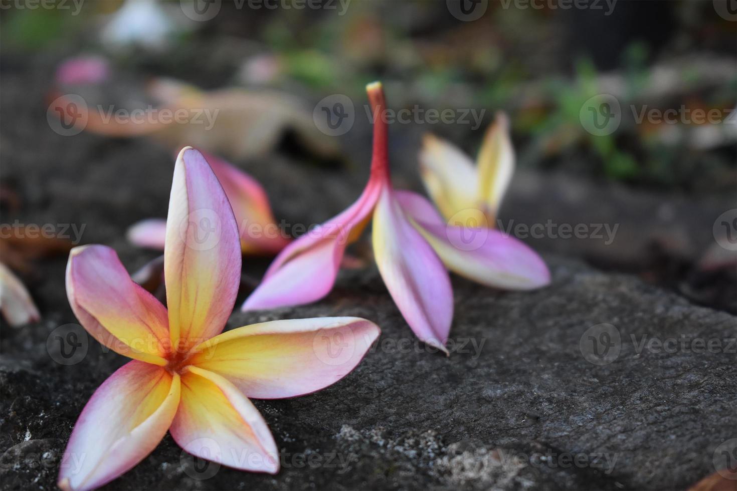 Close-up of Pink Flower photo
