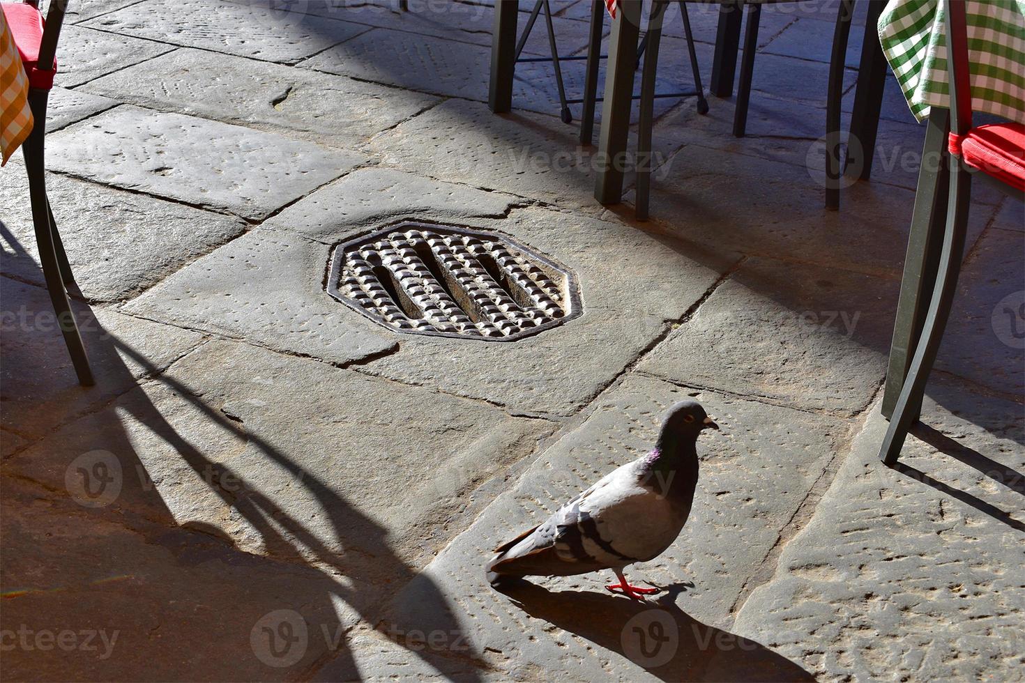 Pigeon on cobblestone in Italian cafe photo