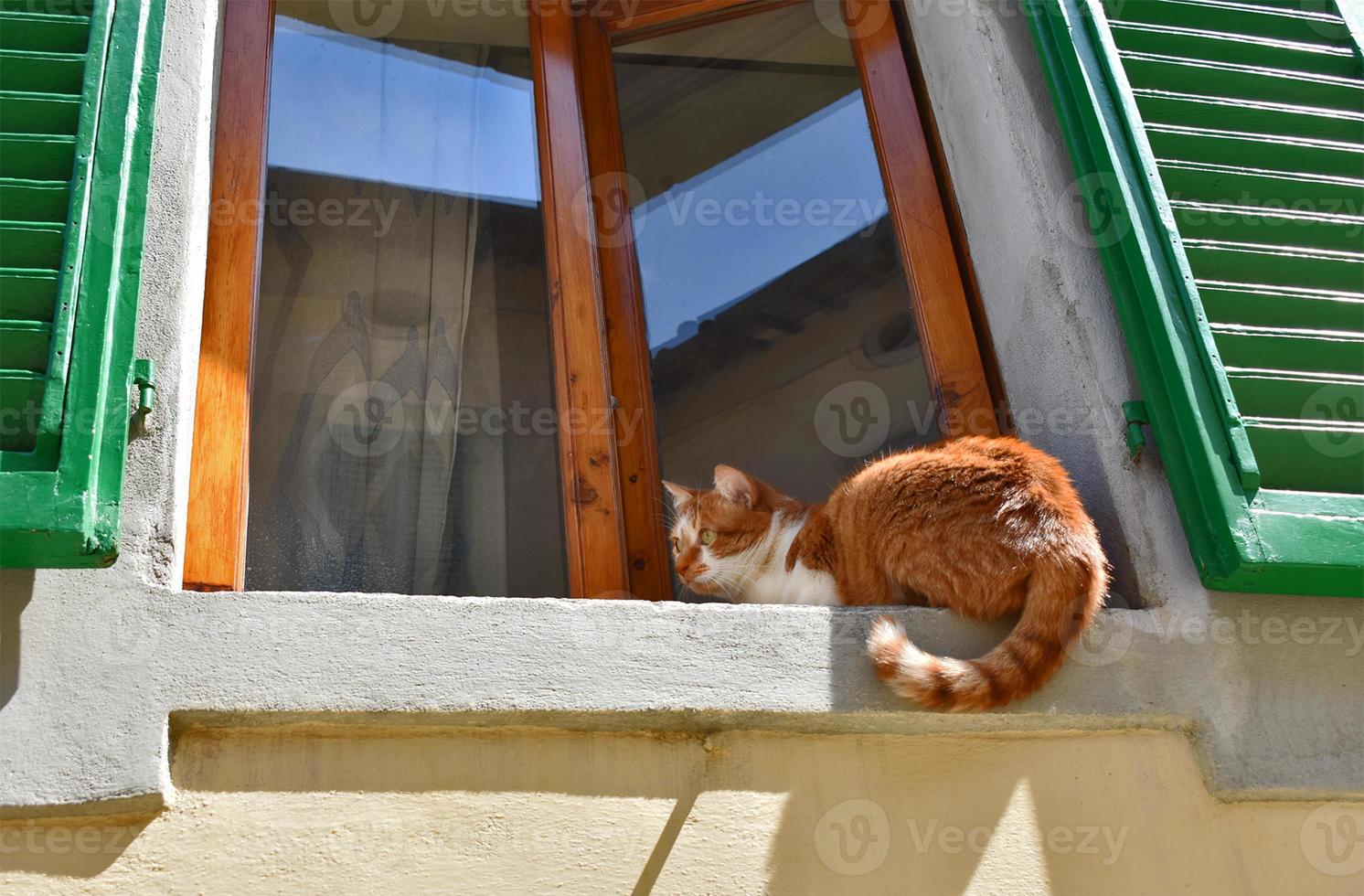 Orange Tabby Cat in Window Sill with Green Shutters photo