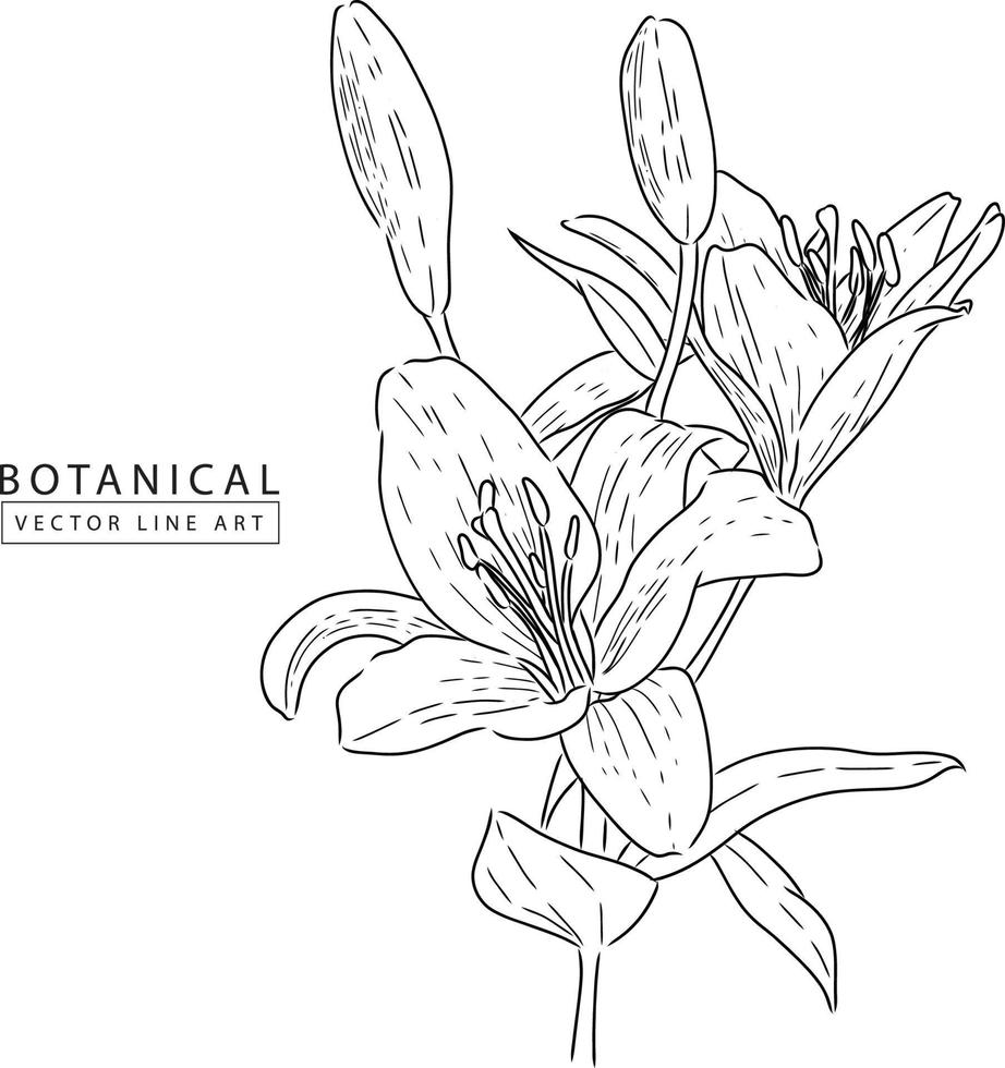 Botanical vector line art, hand drawn flower  illustration 02