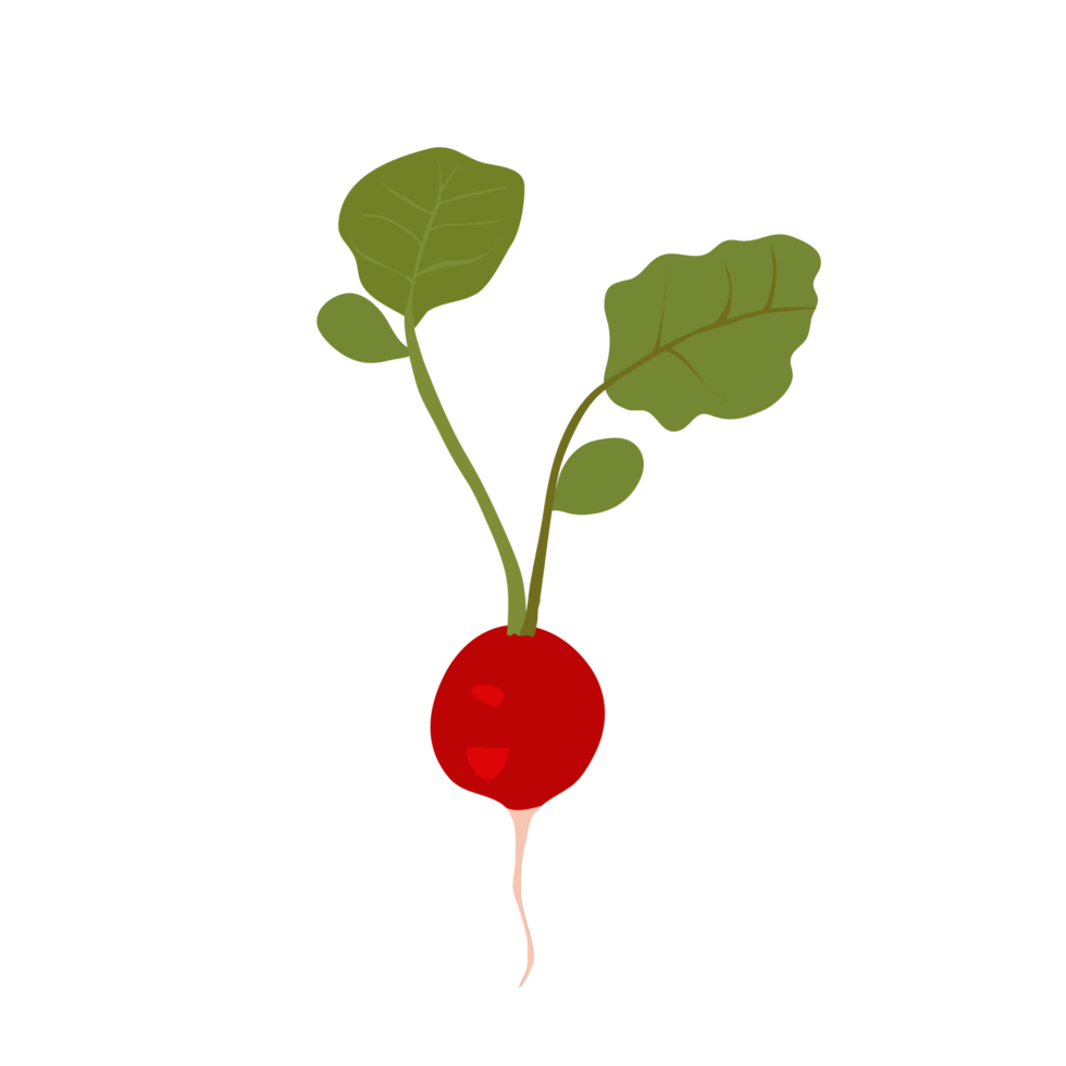 red beetroot on transparent background png