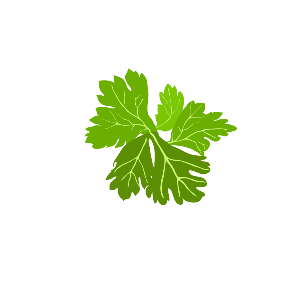 cilantro verde sobre fondo transparente png