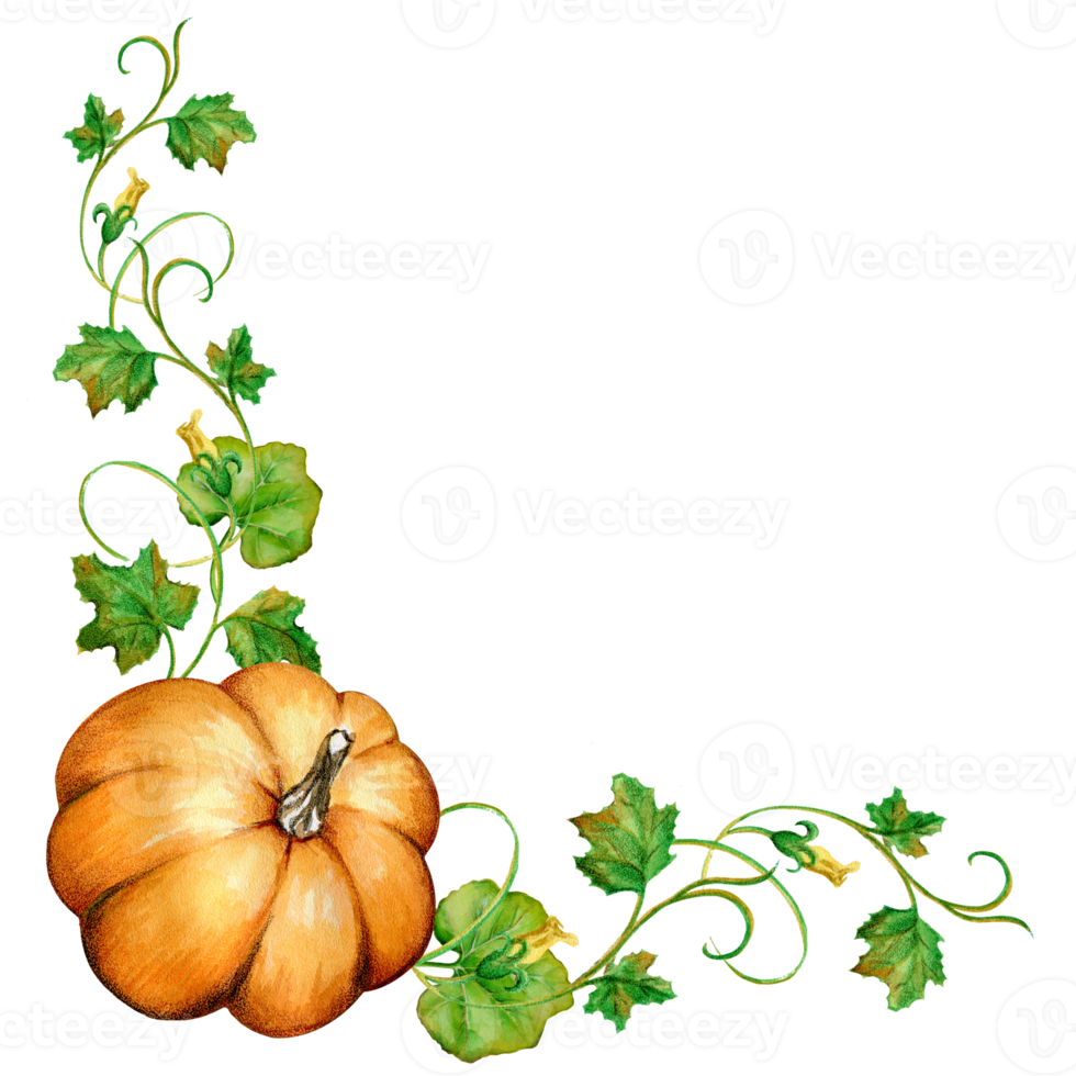Eckbordstein, Kante. Kürbiszweig mit Blättern auf transparentem Hintergrund, Aquarell png