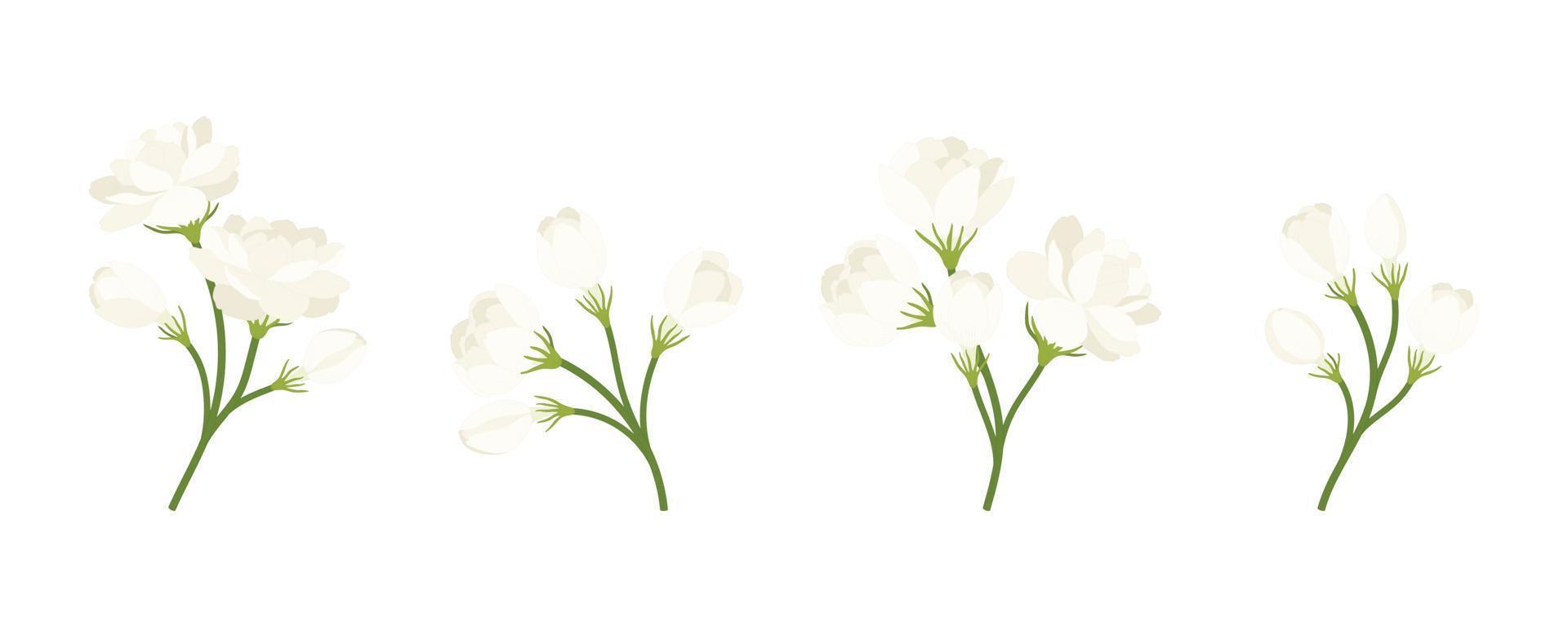 colección dibujada a mano de ilustraciones de flores de jazmín. vector