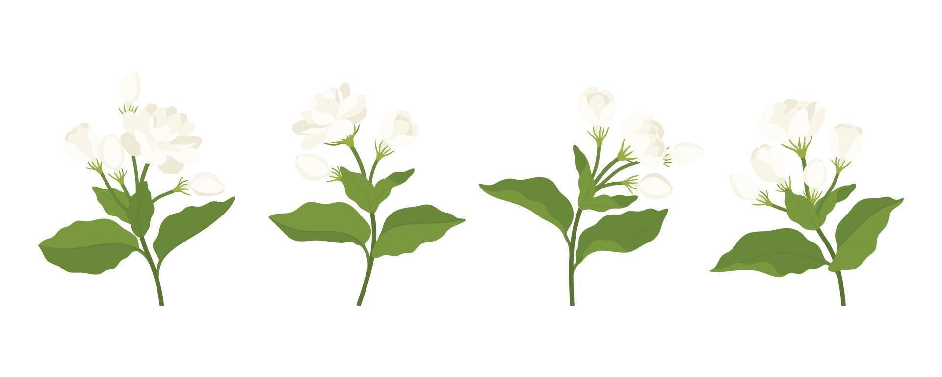 Hand drawn collection of jasmine flower illustration. vector