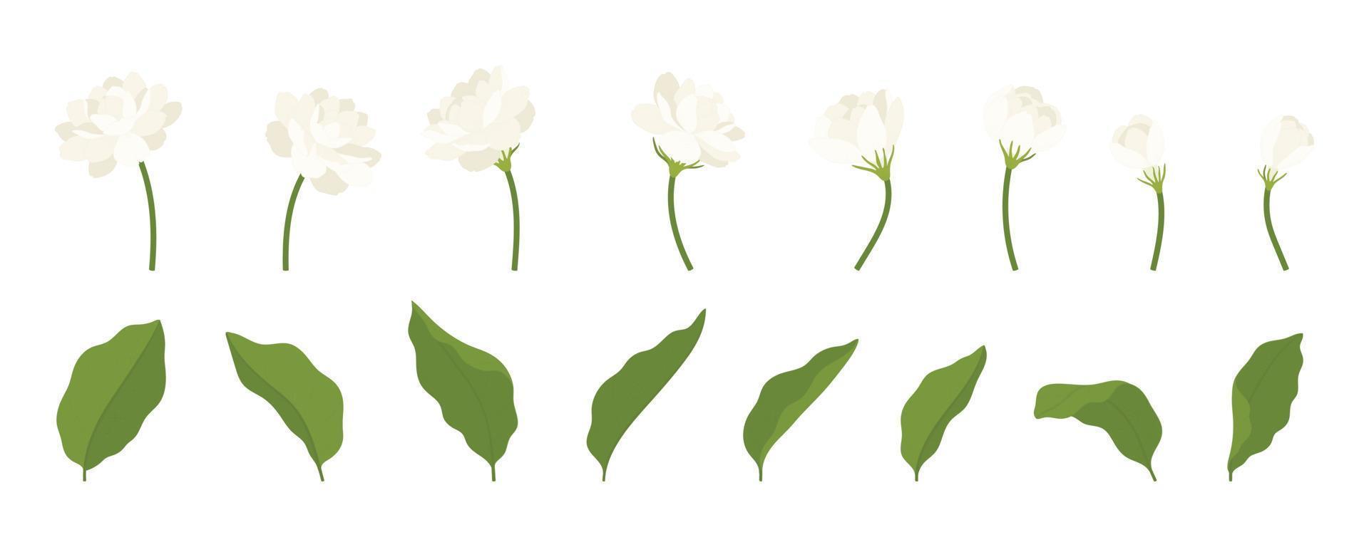 Hand drawn collection of jasmine flower illustration. vector