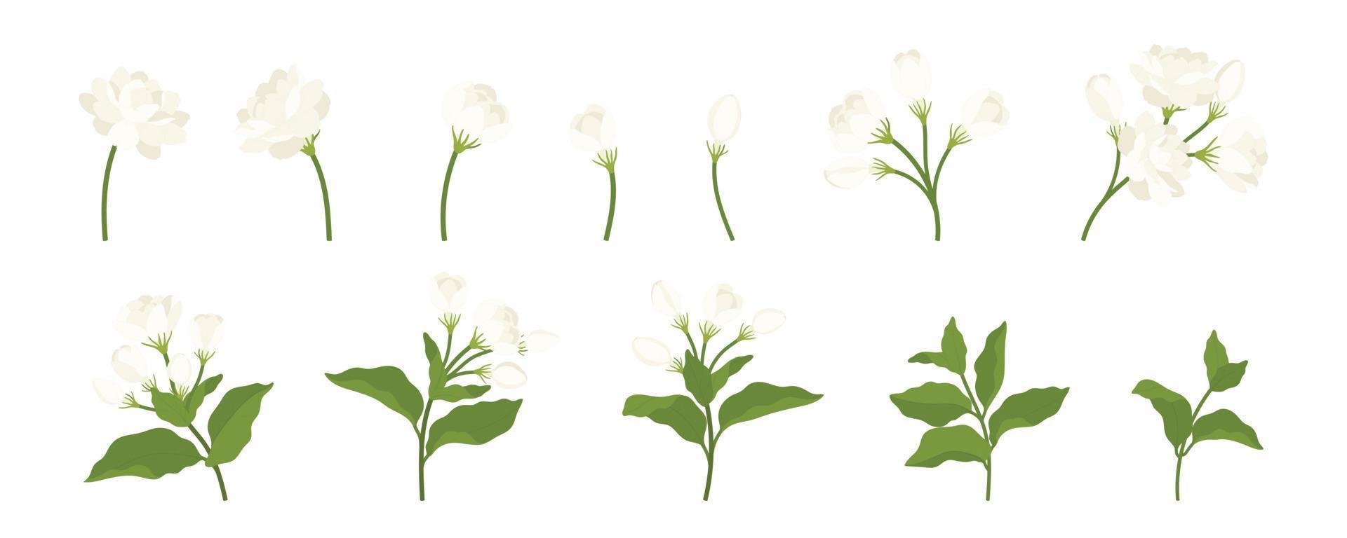 Hand drawn collection of jasmine flower illustration. vector