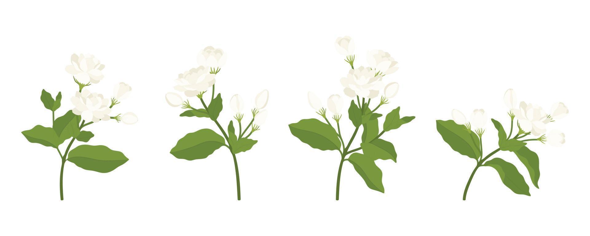 Hand drawn collection of jasmine flower illustration. vector