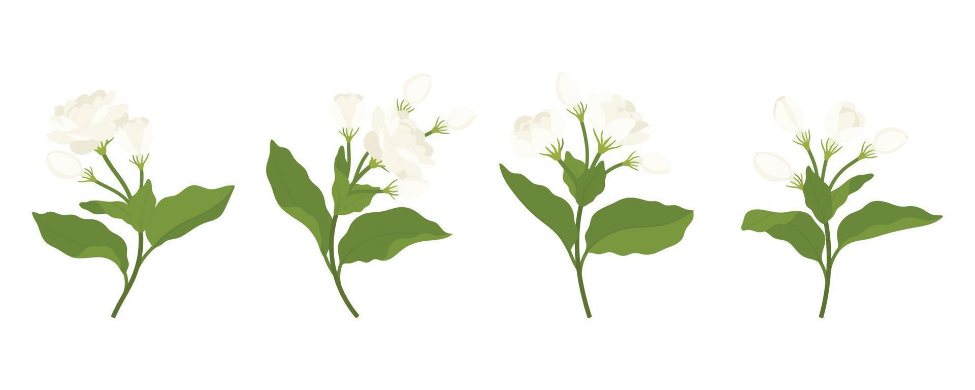 Hand drawn collection of jasmine flower illustration. vector