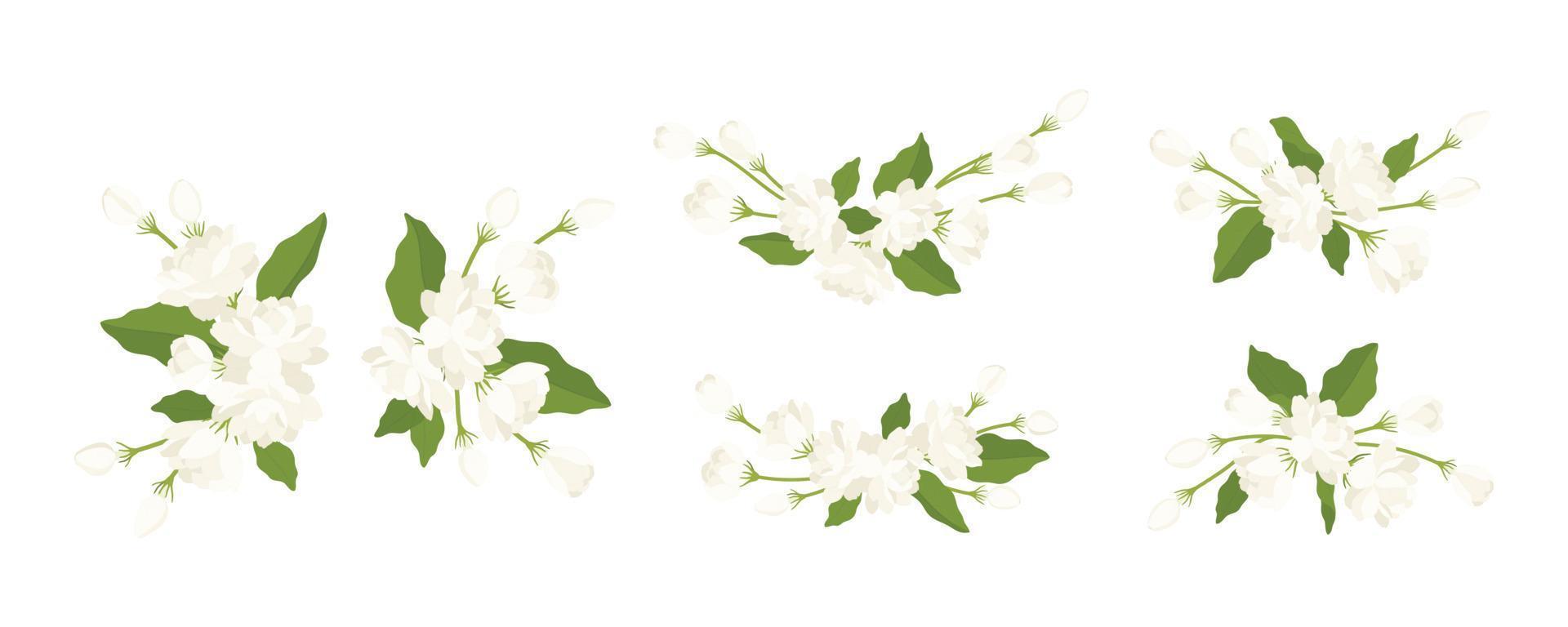 Hand drawn collection of jasmine flower illustration. vector