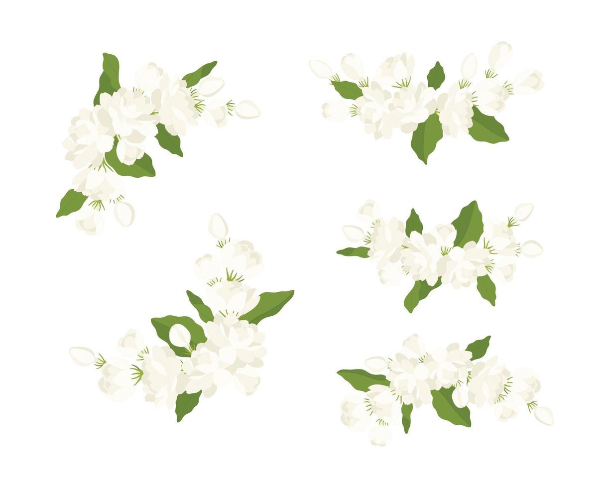 Hand drawn collection of jasmine flower illustration. vector