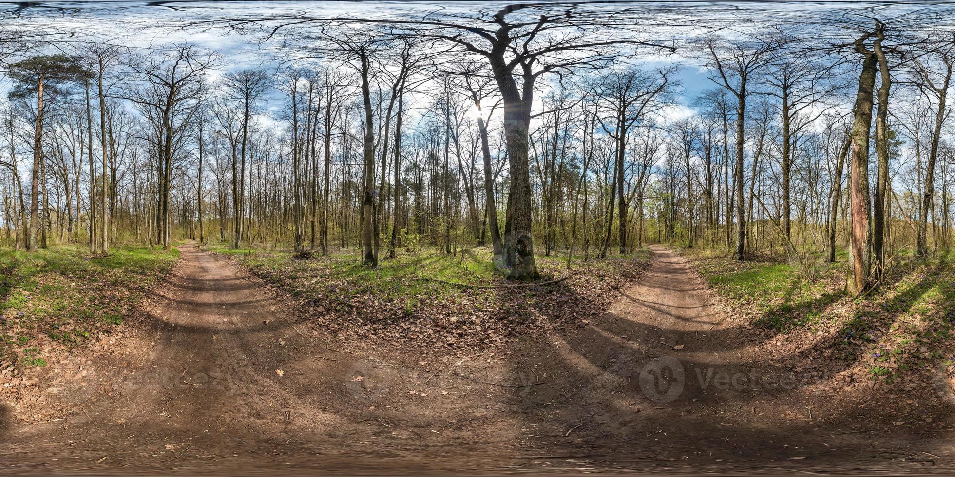full spherical hdri panorama 360 degrees angle view on gravel pedestrian footpath and bicycle lane path in pinery forest near huge oaks in sunny spring day in equirectangular projection. VR AR content photo